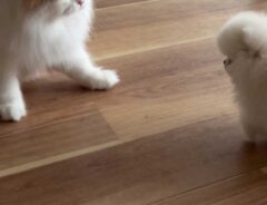 犬と猫の画像