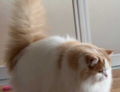 猫の画像