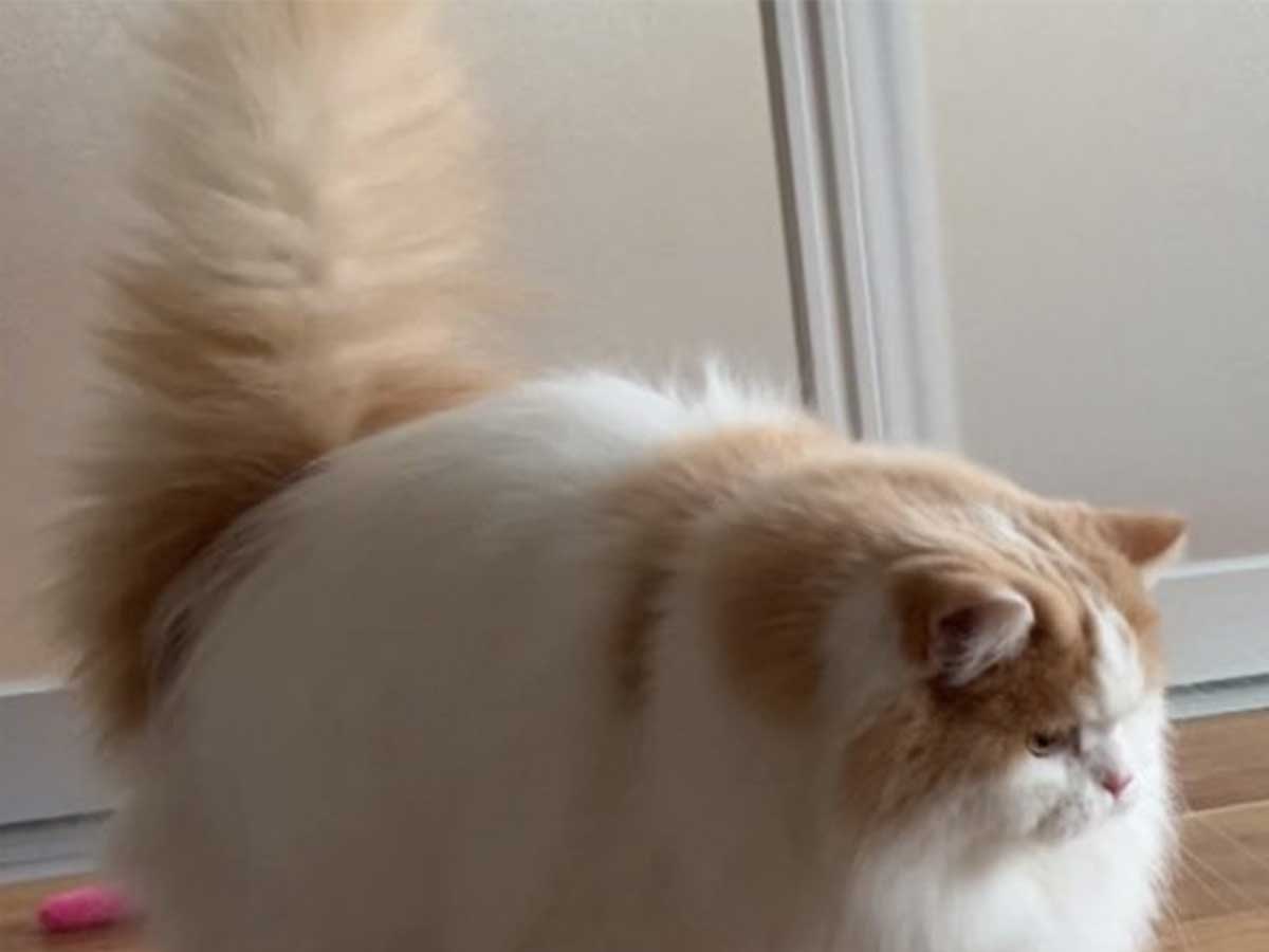 猫の画像