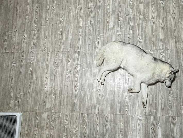 ハスキー