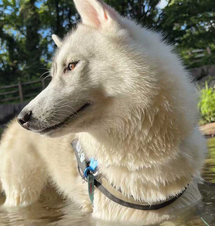 ハスキー