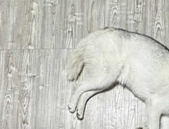 犬の写真