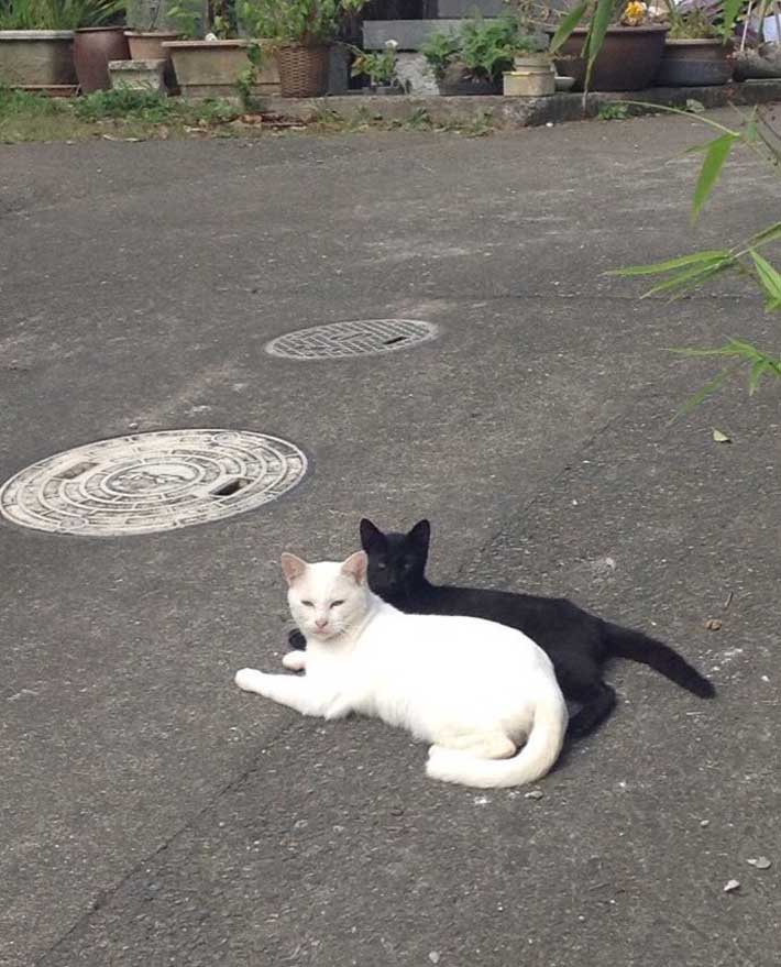 猫の画像