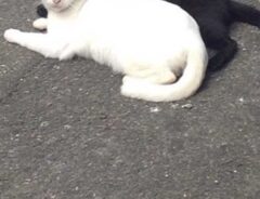 猫の画像