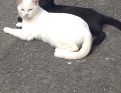 猫の画像