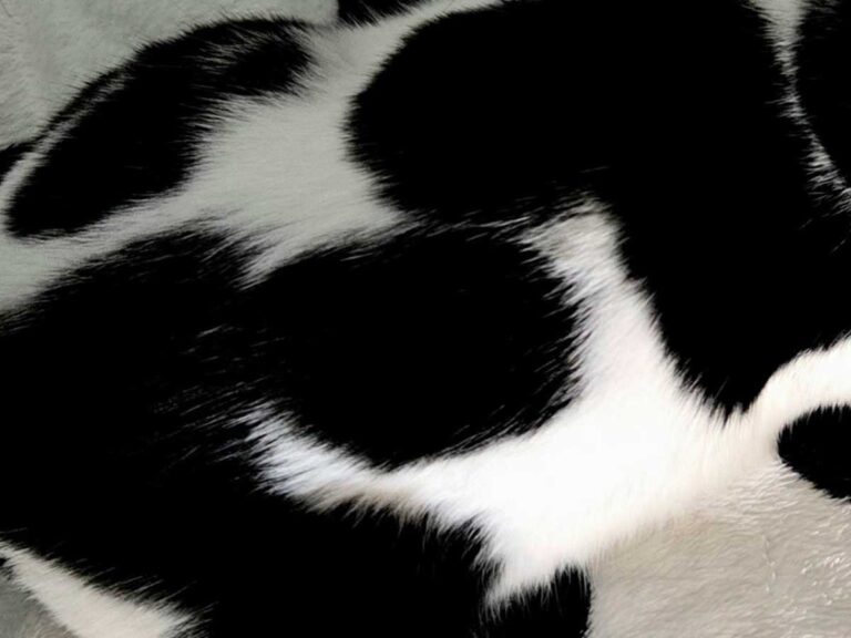 水玉模様のブランケットと猫