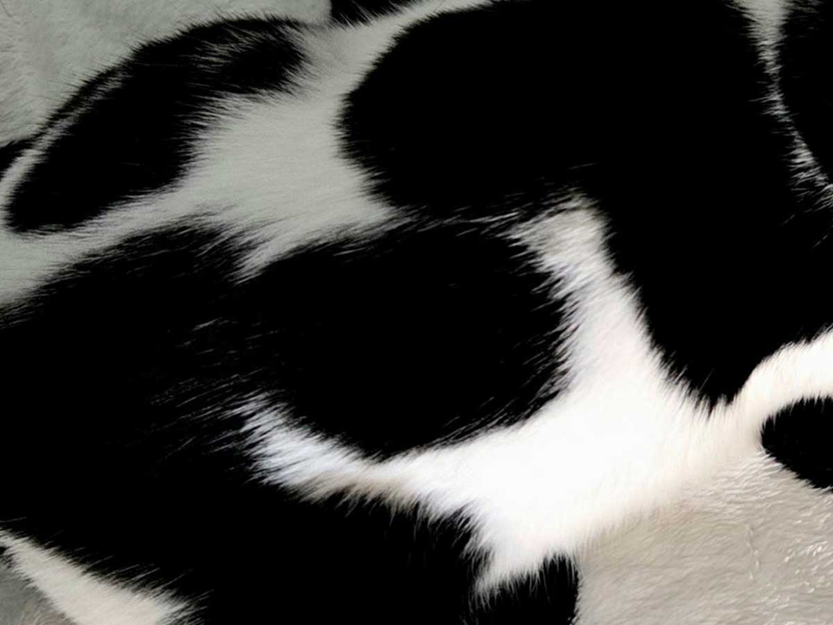 水玉模様のブランケットと猫