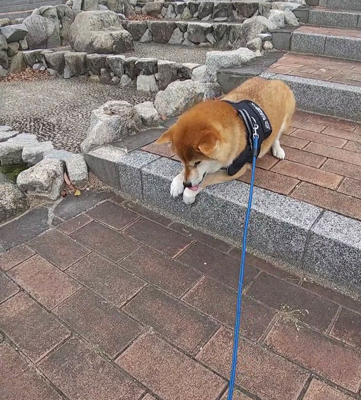 柴犬の写真