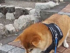 柴犬の写真