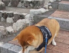 柴犬の写真