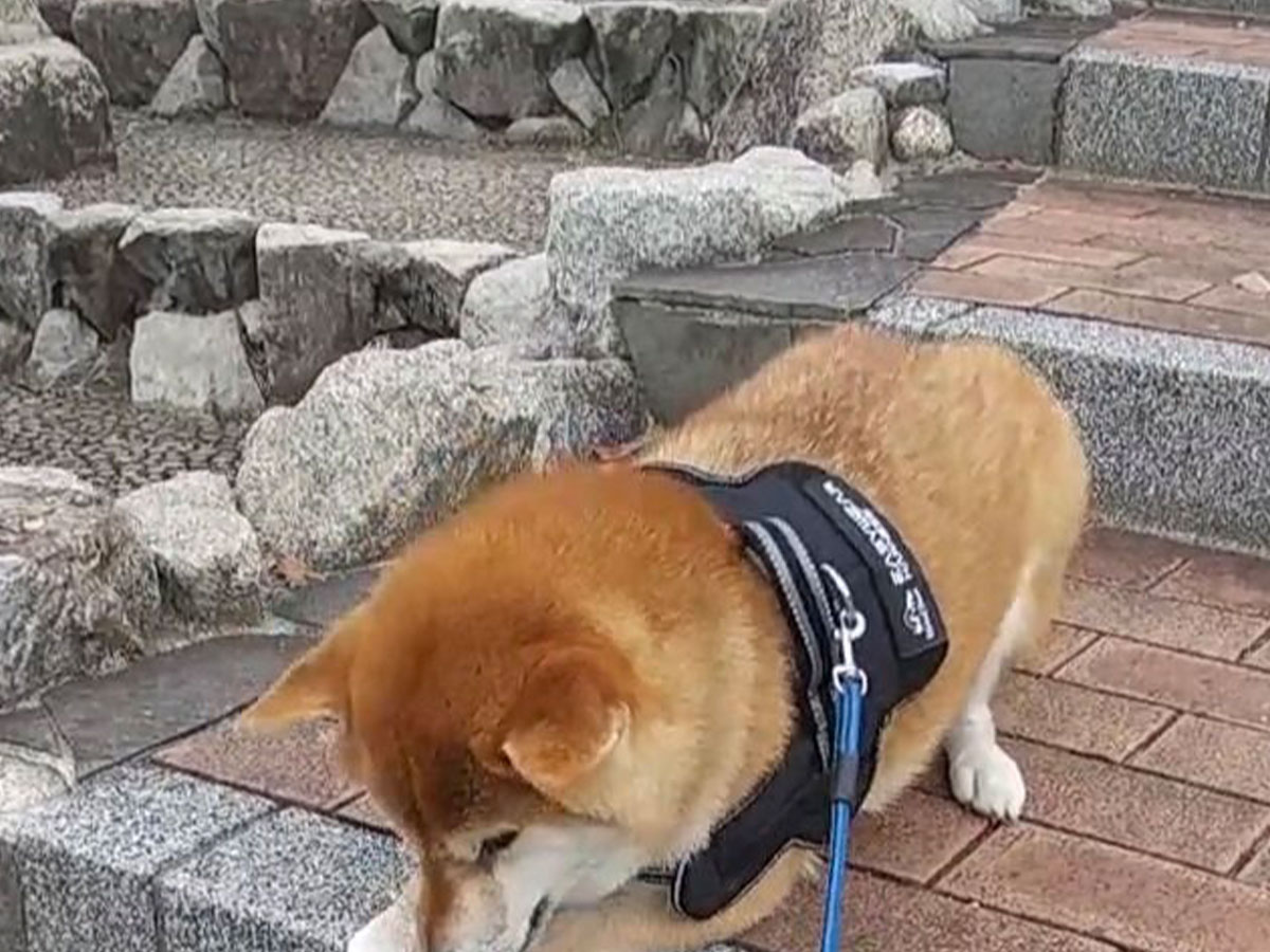 柴犬の写真