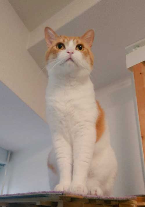 夏毛の猫の写真