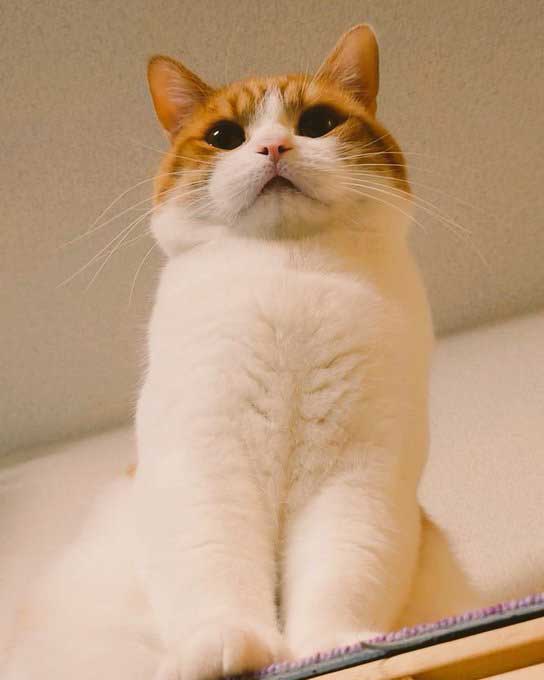 冬毛の猫の写真
