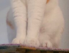 夏毛の猫の写真