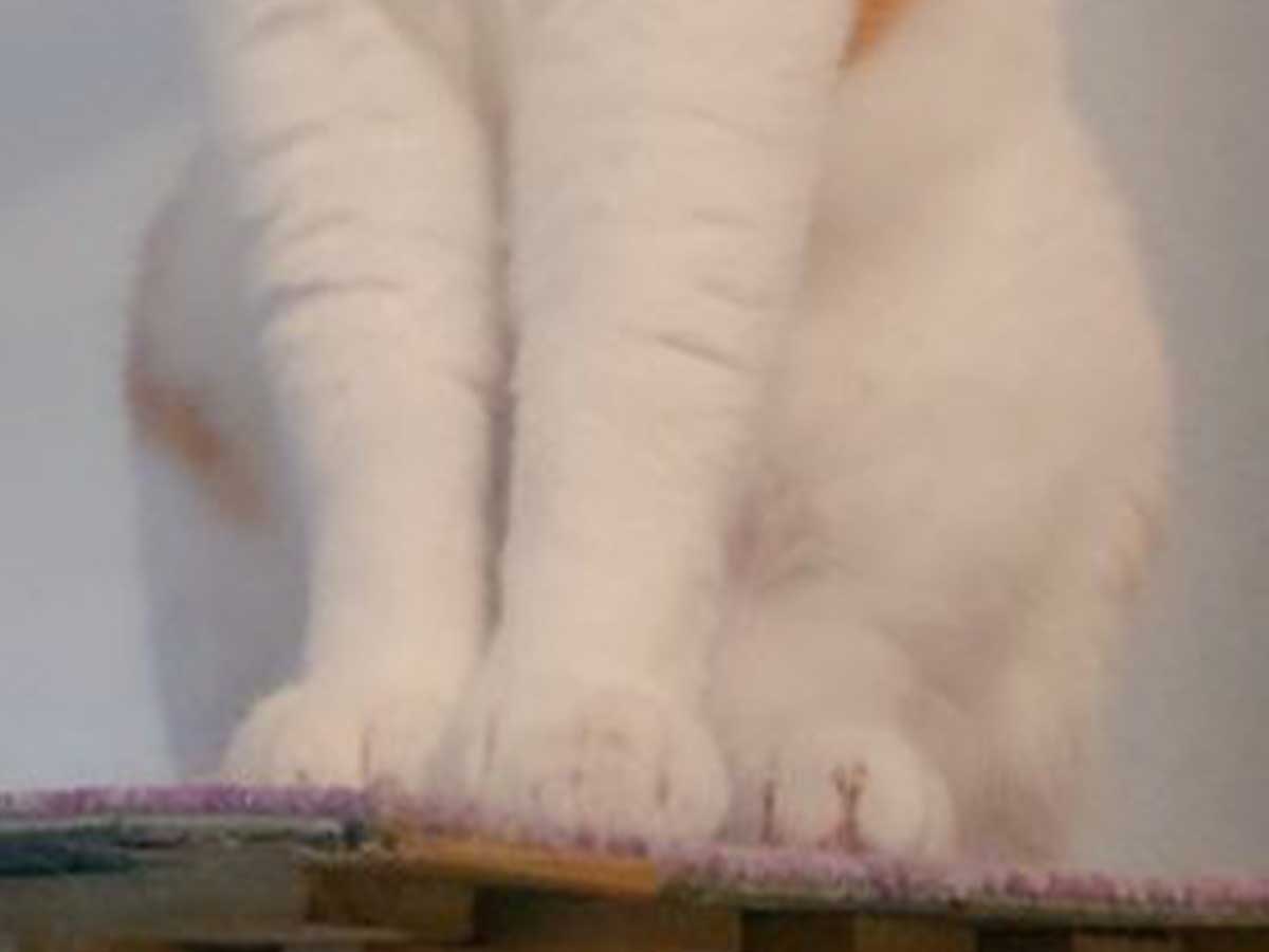夏毛の猫の写真