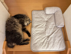 猫のしゃけちゃん