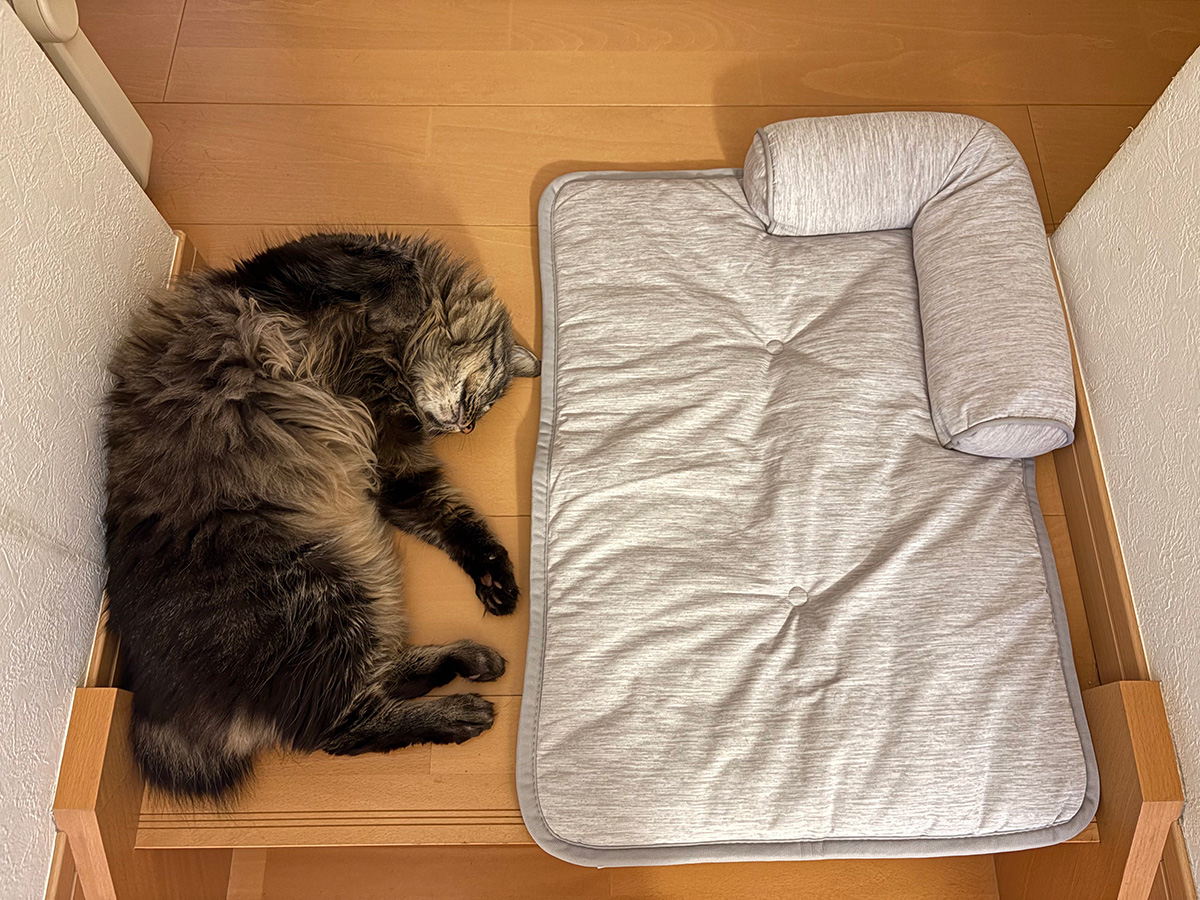 猫のしゃけちゃん
