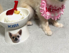 犬のきりべえくん