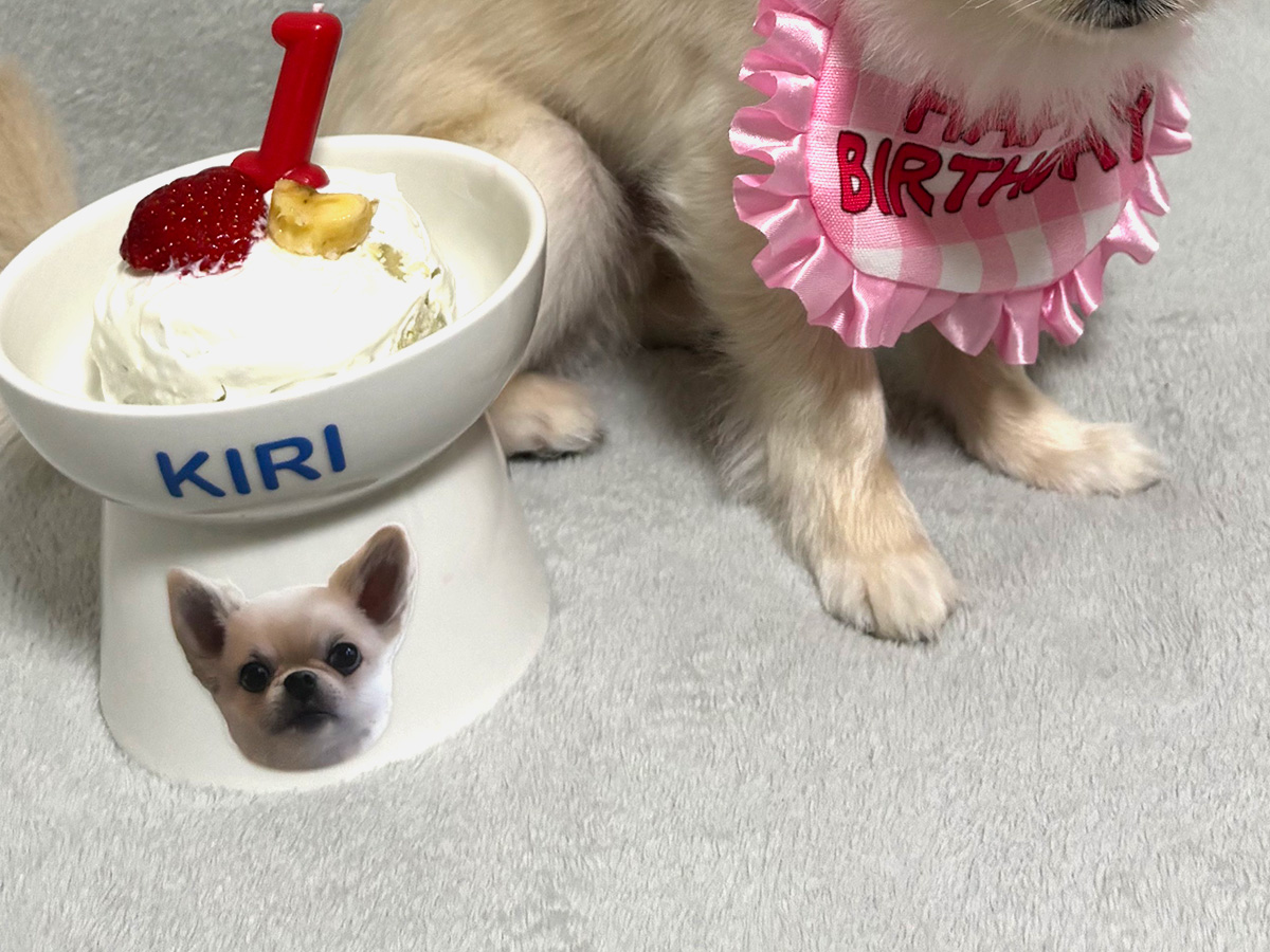 犬のきりべえくん
