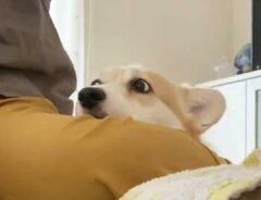 犬の画像