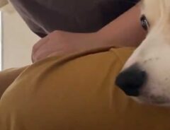 犬の画像