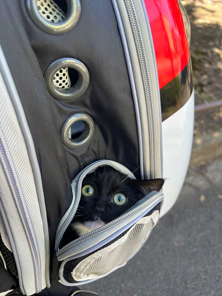 猫の写真