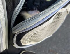 猫の写真