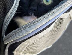 猫の写真