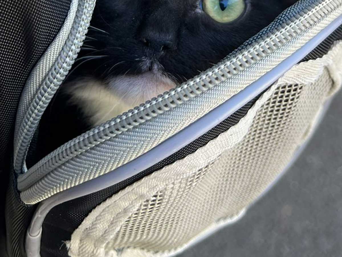 猫の写真