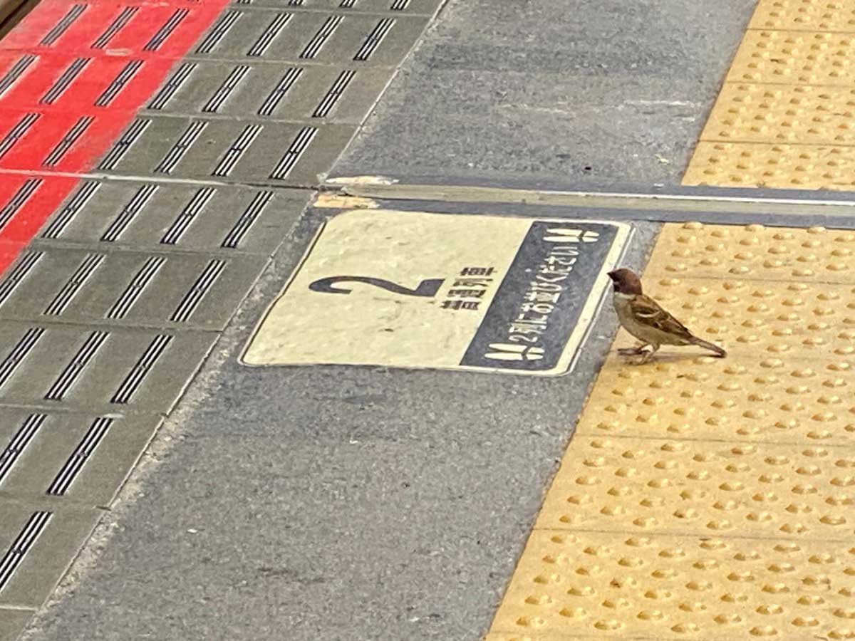 スズメの画像