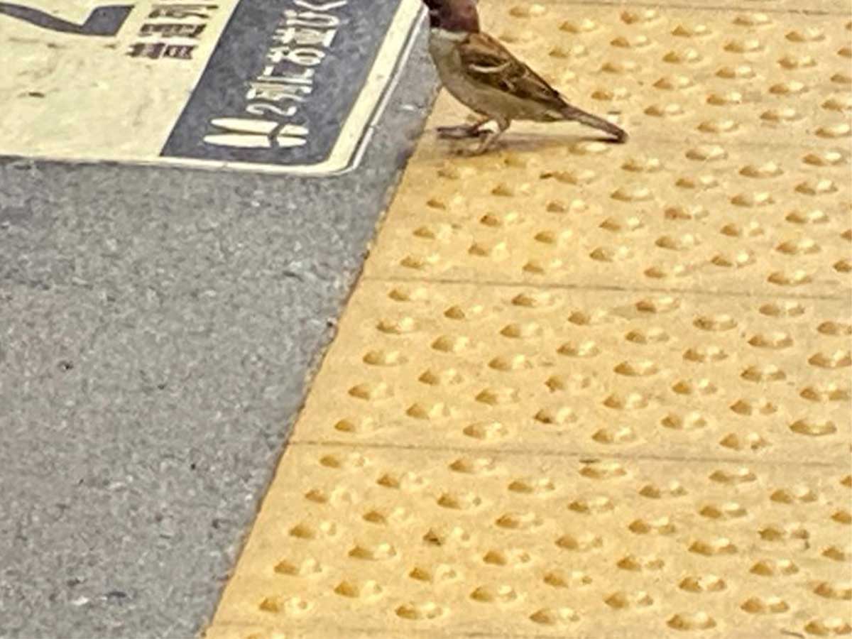 駅のホームの画像