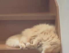 猫の写真