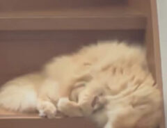 猫の写真