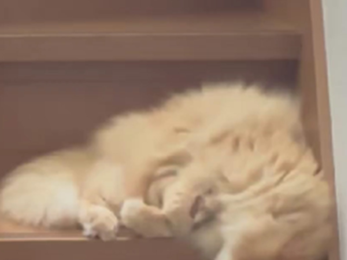 猫の写真
