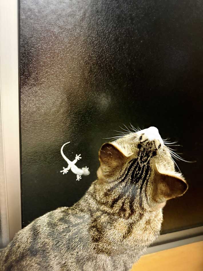 ヤモリを見失う猫