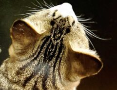 ヤモリを見失う猫