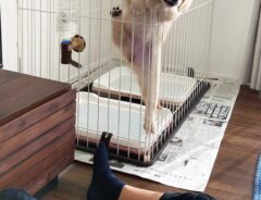 子犬の写真