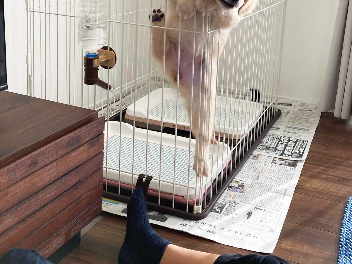 子犬の写真