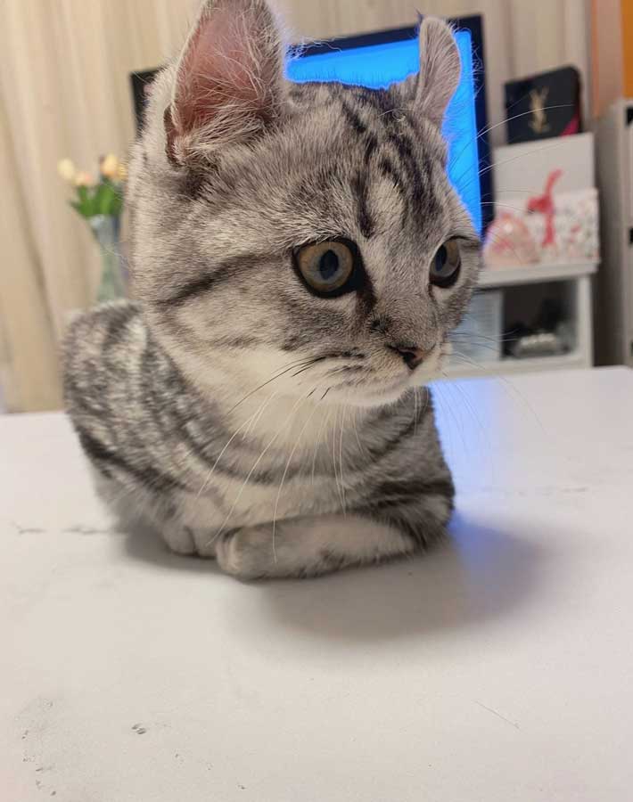 猫の写真