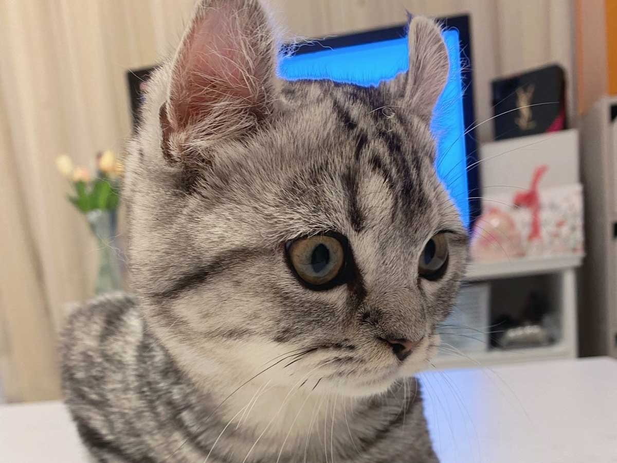 猫の写真