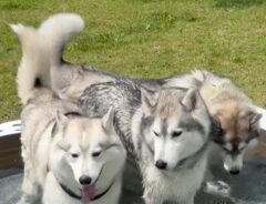 husky_haru_0103さんの投稿動画