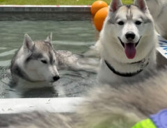 ハスキーの写真