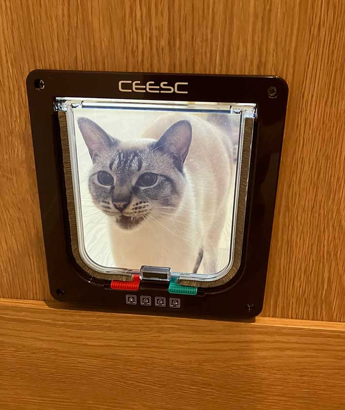 猫ドアの出入り方法が分からない猫の写真