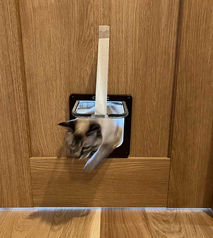 ドアを出入りする猫の写真
