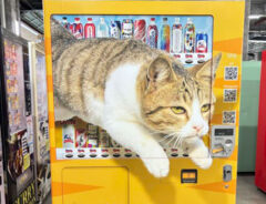 猫があしらわれたラッピング自動販売機の写真