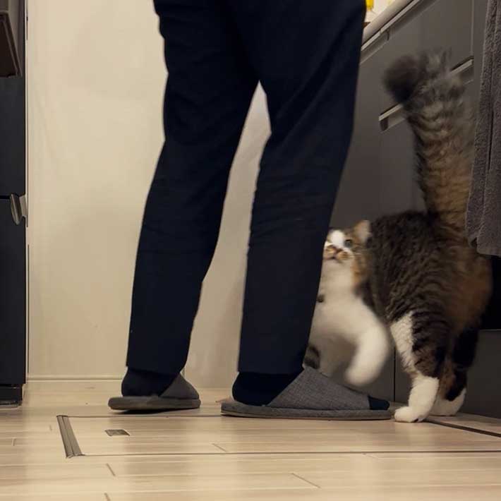 猫の写真