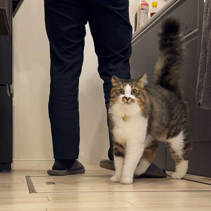 猫の写真