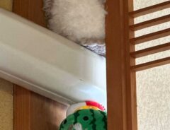 エアコンの配線の隙間をぬいぐるみで埋める