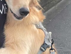 ゴールデンレトリバー