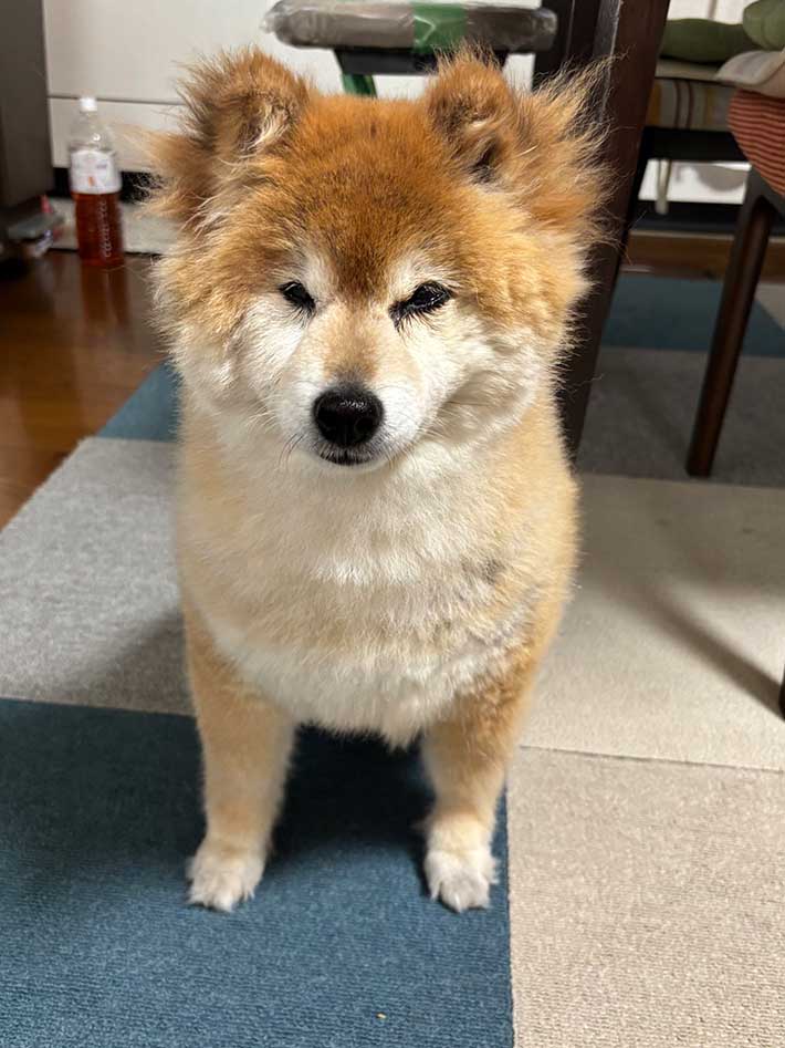 柴犬